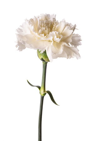 White carnation flower head isolated on white backgroundの写真素材