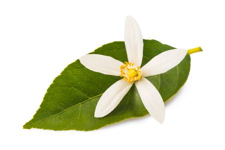 Orange blossom flower isolated on white backgroundの写真素材