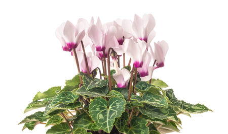 Cyclamen plant  with flowers  isolated on whiteの写真素材