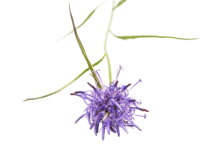 Rampion( Phyteuma scheuchzeri  isolated on white backgroundの写真素材