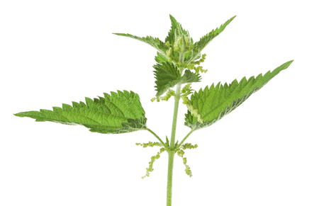 nettle with flowers isolated on white backgroundの写真素材