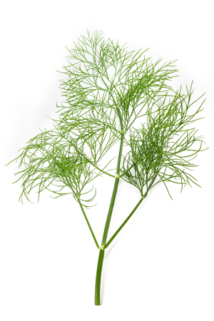 Fresh wild fennel branch isolated on white backgroundの写真素材