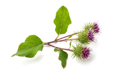 Burdock flowers isolated on a white backgroundの写真素材