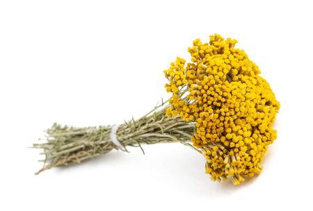 helichrysum flowers isolated on white backgroundの写真素材