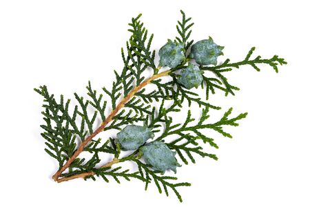 cypress twig with cones isolated on whiteの写真素材