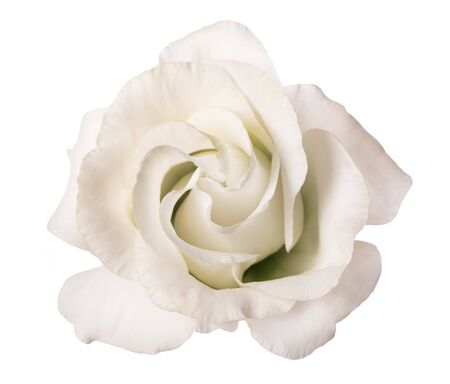 White rose flower isolated on white backgroundの写真素材