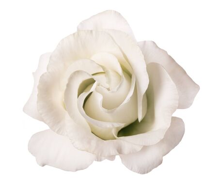 White rose flower isolated on white background