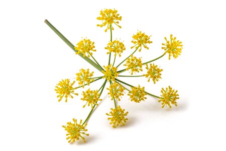 Wild fennel flowers isolated on white background