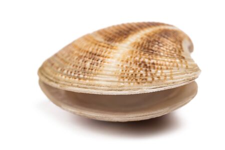 Open clam isolated on white background