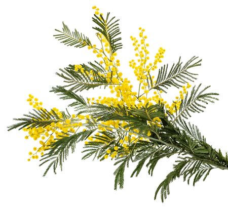 Mimosa (silver wattle) branch isolated on white background.の写真素材