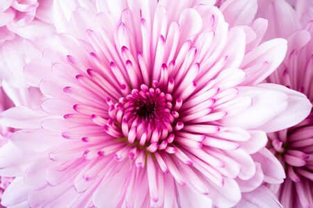 Pink chrysanthemum flowers, nature backgroundの写真素材