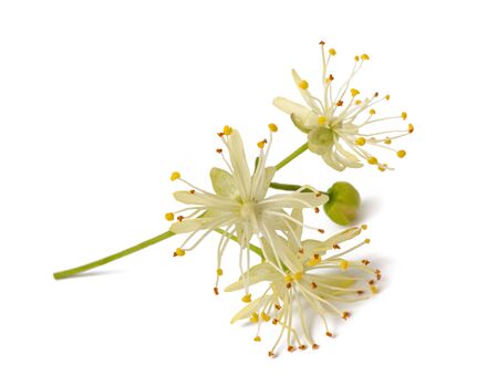 linden   flowers  isolated on white backgroundの写真素材