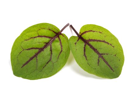 Red-veined sorrel leaves isolated on white background
