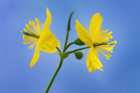 Celandine flowers isolated on white backgroundの写真素材