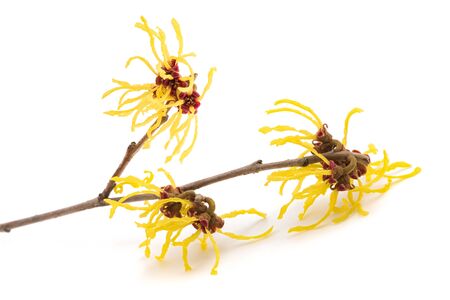 American witch hazel flower isolated on white background