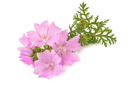 greater musk mallow flowers isolated  on white backgroundの写真素材