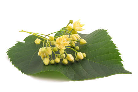 linden leaf with flowers isolated on white backgroundの写真素材
