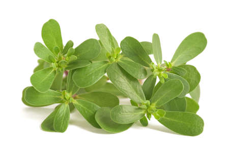 Common purslane branch isolated on white backgroundの写真素材