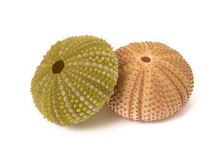 Sea urchins isolated on white backgroundの写真素材