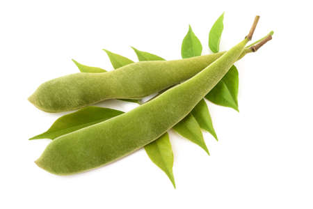 Wisteria pods and branch with leaves isolated on white