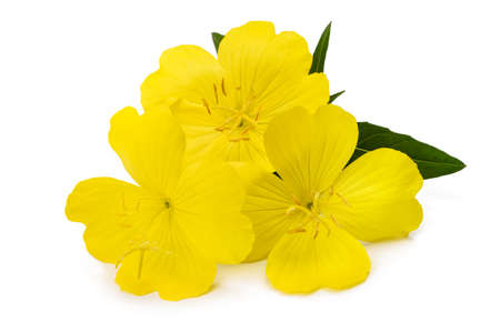 Common evening primrose flowers isolated on whiteの写真素材