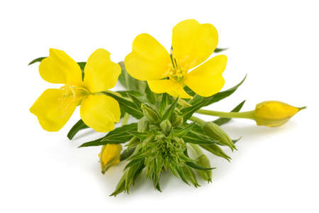 Common evening primrose flowers isolated on whiteの写真素材