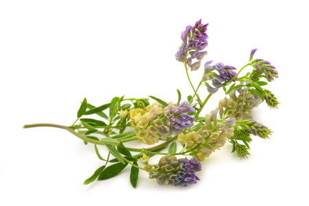 Medicago Sativa plant isolated on white backgroundの写真素材