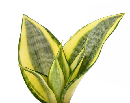 Mother in law tongue plant isolated on whiteの写真素材