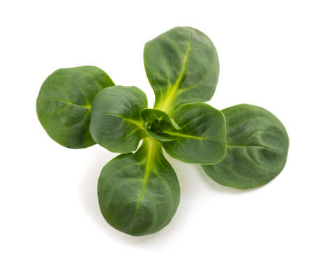 Corn salad isolated on white backgroundの写真素材