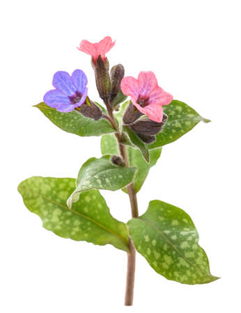 Common lungwort (Pulmonaria officinalis) isolated on whiteの写真素材
