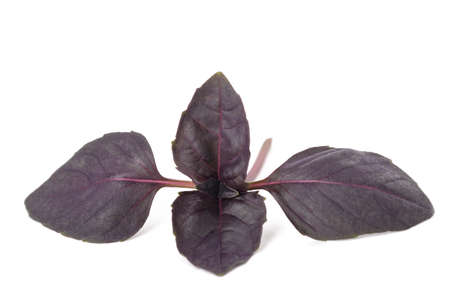 Purple basil isolated on whiteの写真素材