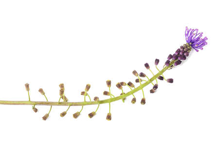 Tassel hyacinth flowers isolated on white backgroundの写真素材