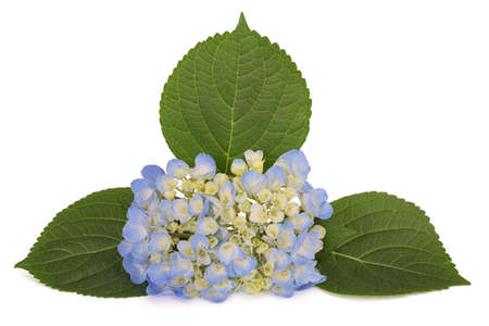Hydrangea flowers and leaves isolated on white