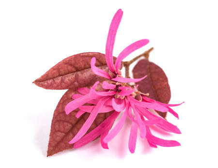 Fringe Flowers isolated on white backgroundの写真素材