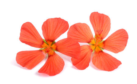 Red mallow (Pavonia missionum) isolated on white backgroundの写真素材