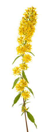 European goldenrod flowers isolated on white backgroundの写真素材