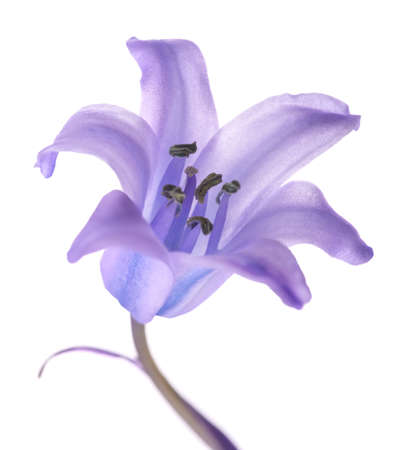 Common bluebell flower isolated on white backgroundの写真素材