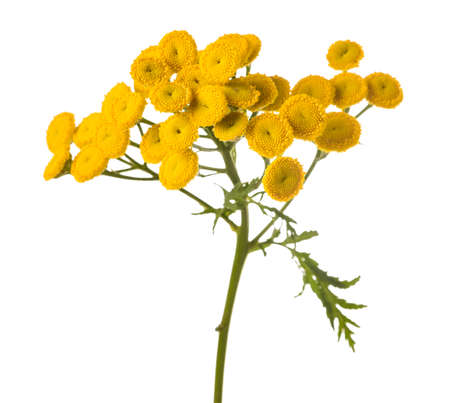 Tansy (Tanacetum vulgare) isolated on white backgroundの写真素材
