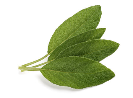 Fresh sage leaves isolated on white backgroundの写真素材
