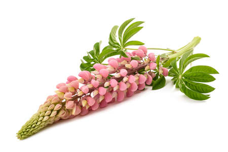 Pink lupine flower isolated on white backgroundの写真素材