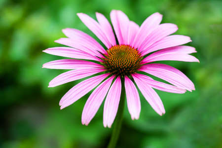 Pink coneflower (echinacea) on green blurred backgroundの写真素材