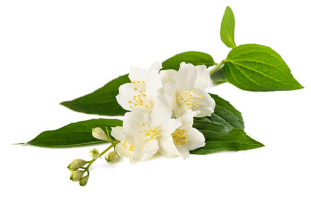 English dogwood flowers isolated on whiteの写真素材
