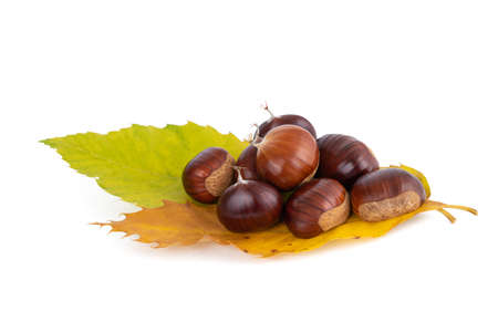 Fresh sweet chestnuts with leaves isolated on whiteの写真素材