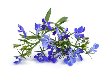 blue lobelia flowers isolated on white background.の写真素材