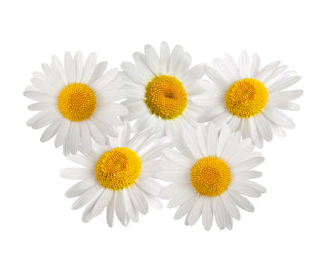 Daisies group isolated on white backgroundの写真素材