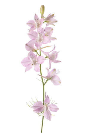 Larkspur flowers isolated on white backgroundの写真素材