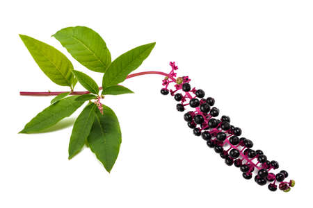 Pokeweed (Phytolacca americana) isolated on white backgroundの写真素材