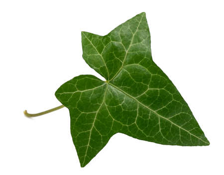 Ivy leaf isolated  on white backgroundの写真素材
