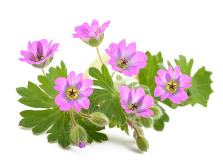 Dovesfoot Geranium plant isolated on white backgroundの写真素材
