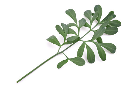 Common rue branch isolated on white backgroundの写真素材